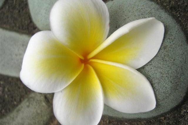 Bild einer weißen Blüte auf grauem Stein